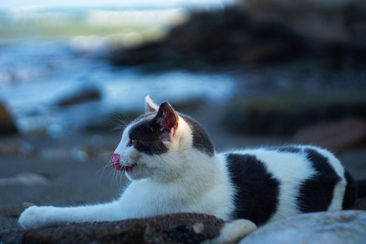 Smiju li psi jesti umak od rajčice i je li siguran za njih?