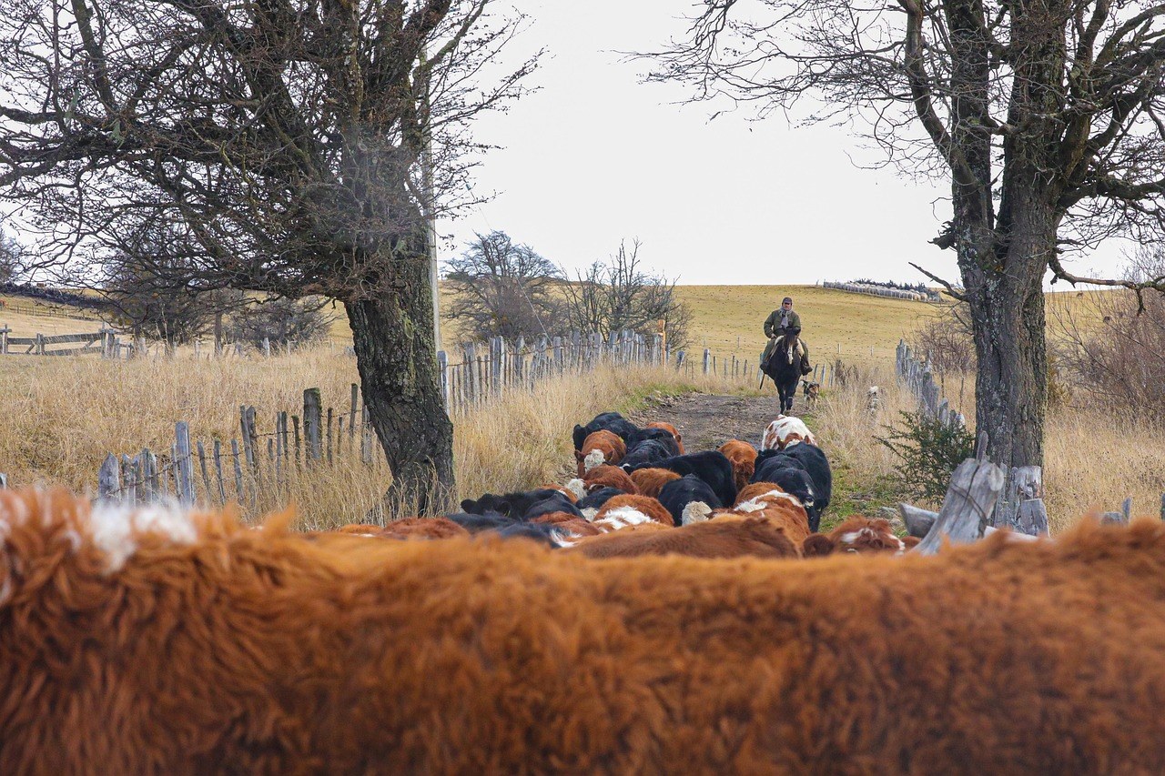 Smiju li psi jesti acai ?