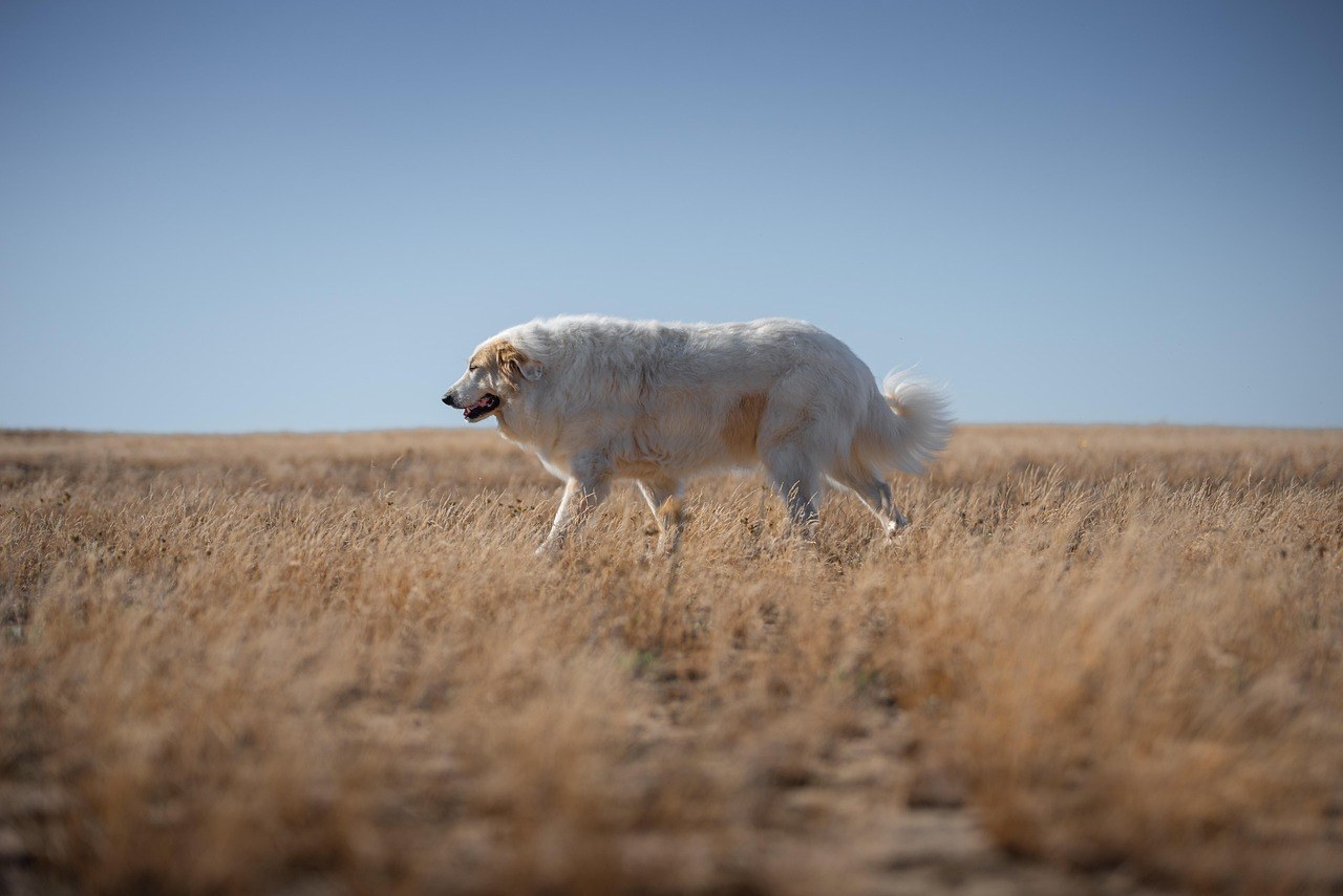Psilijum za pse: primjena, doziranje i nuspojave