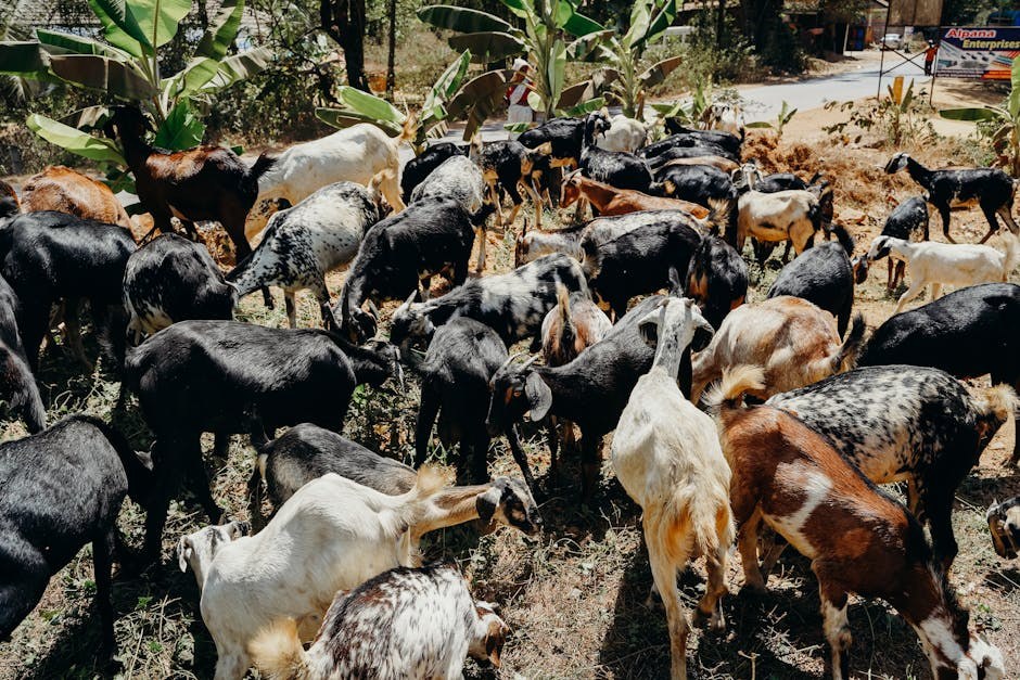 Trudnoća pasa: Koliko dugo traju trudnoće pasa?