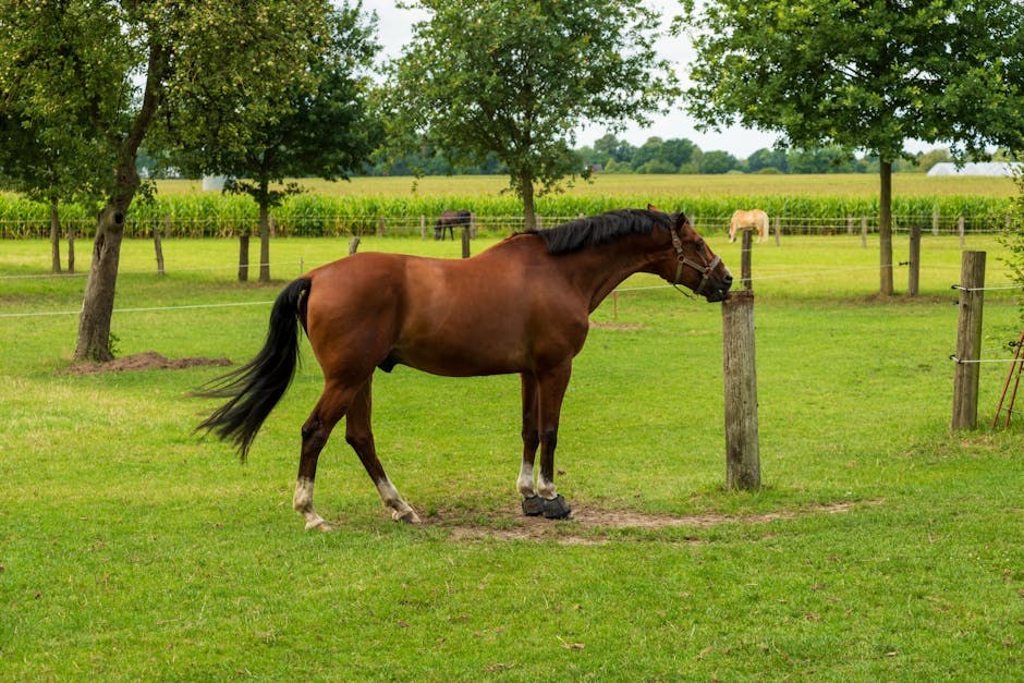 Trudnoća pasa: Koliko dugo traju trudnoće pasa?