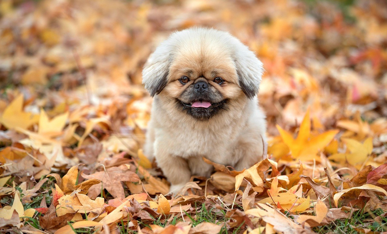 Kako ortopedski kreveti za pse pomažu kod artritisa i ublažavanja bolova u zglobovima