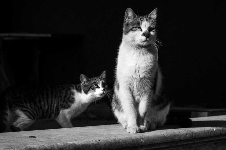 Juvenilni poliarteritis ( Beagle pain syndrome ) kod pasa: simptomi, uzroci i liječenje