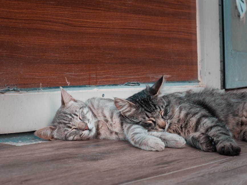 Juvenilni poliarteritis ( Beagle pain syndrome ) kod pasa: simptomi, uzroci i liječenje