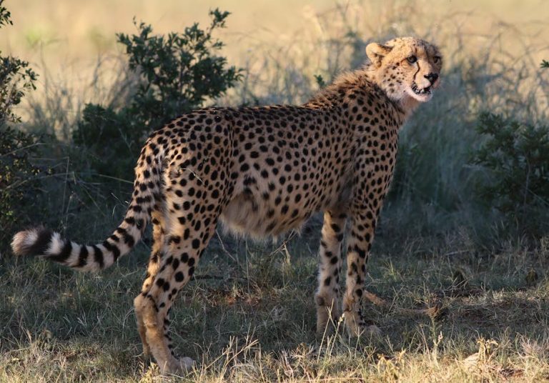 Anomalija oka kod kolija - simptomi, uzroci i liječenje