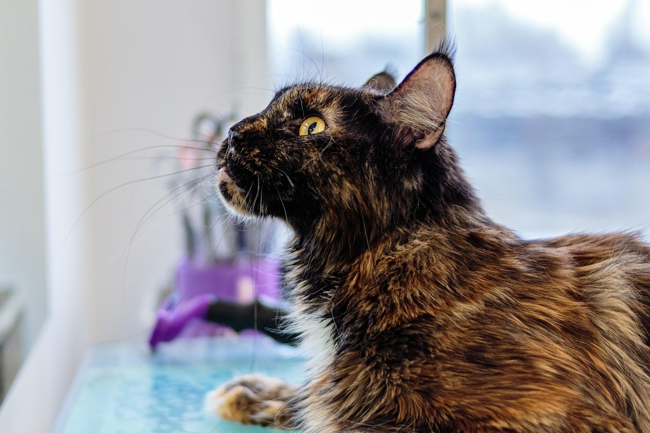 Stella & Chewy: Je li marka hrane za pse izdala opoziv u 2024. godini?