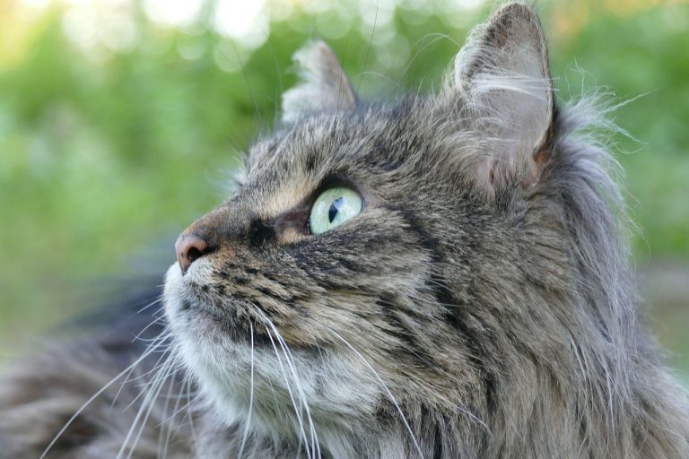 Smiju li psi jesti kvasac i koliko je siguran?