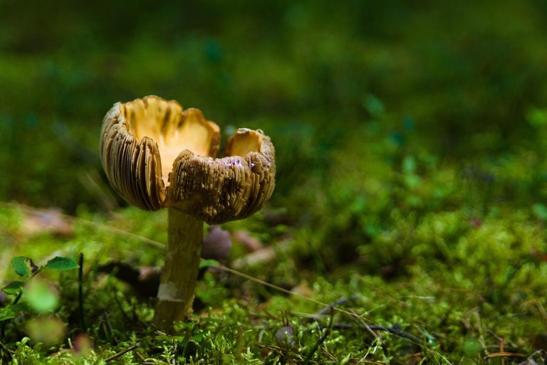 Smiju li psi jesti preljeve za salatu i je li to sigurno?