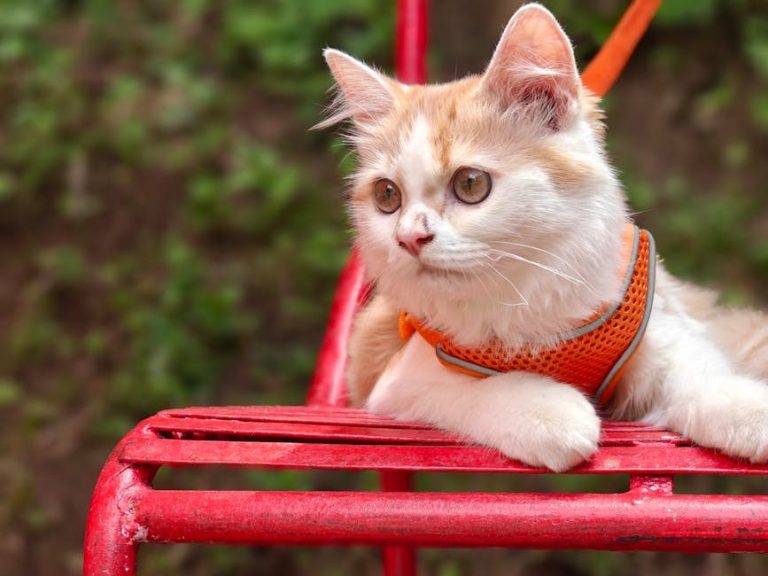 Hemivertebrae kod pasa: simptomi, uzroci i liječenje