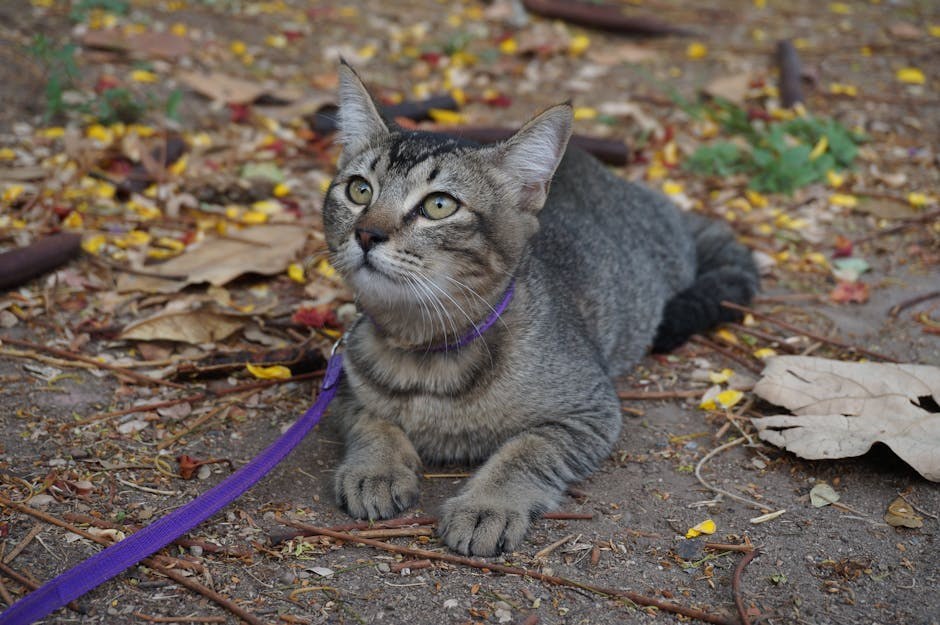 Hemivertebrae kod pasa: simptomi, uzroci i liječenje