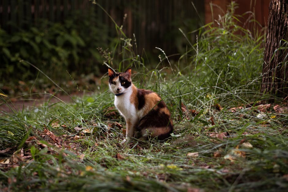 Hemivertebrae kod pasa: simptomi, uzroci i liječenje