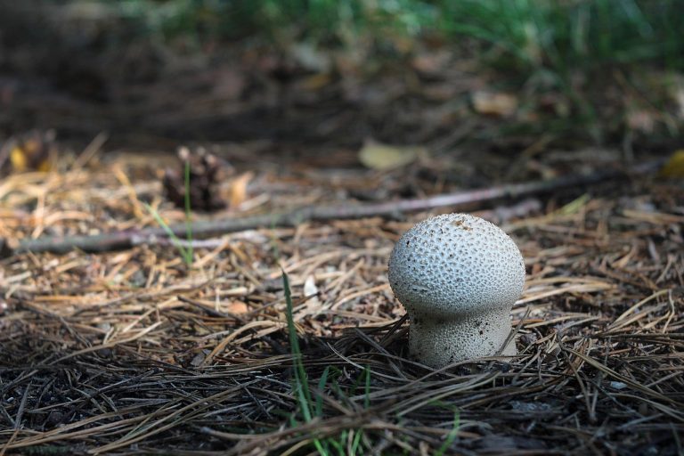 Distemper kod pasa: simptomi, uzroci i liječenje