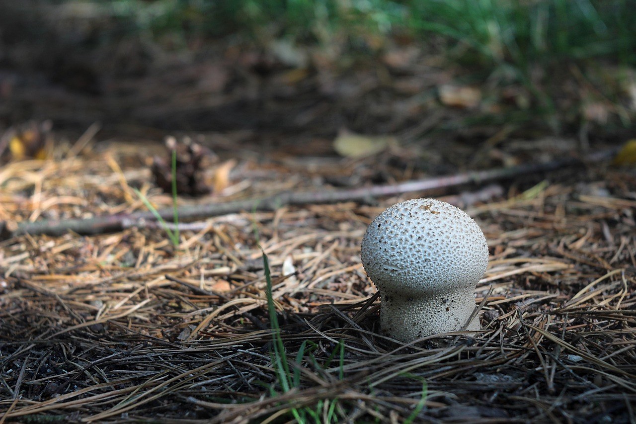 Distemper kod pasa: simptomi, uzroci i liječenje