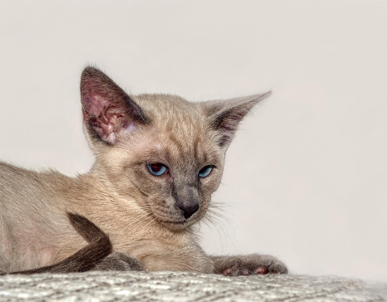 Mogu li psi jesti haringu? Je li haringa sigurna za pse?