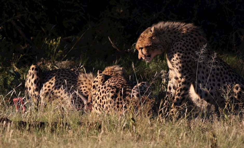 Glavne bolesti koje psi i ljudi dijele