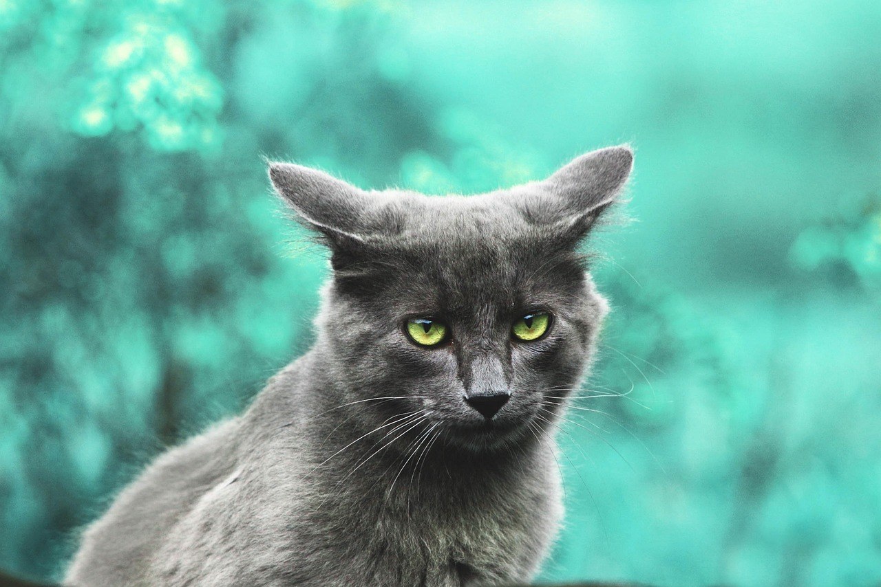 Smiju li psi jesti kikiriki? Je li siguran za njih?