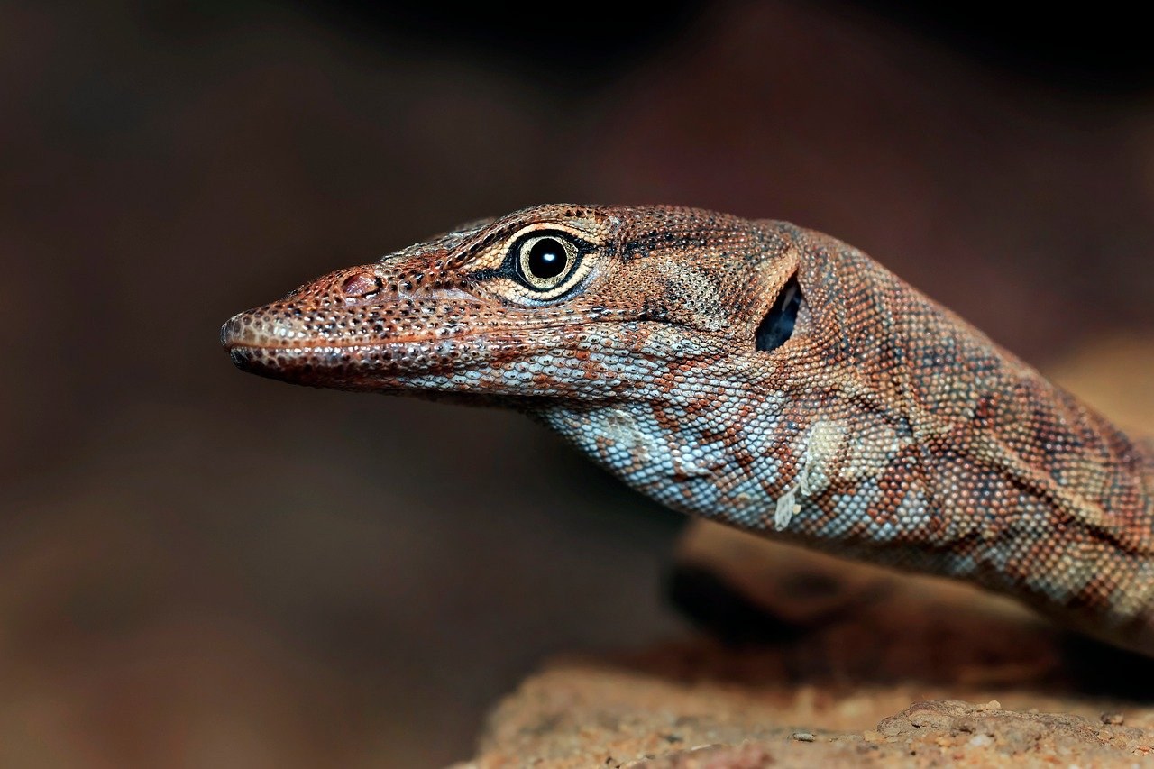 Smiju li psi jesti trešnje - jesu li sigurne za ljubimce?