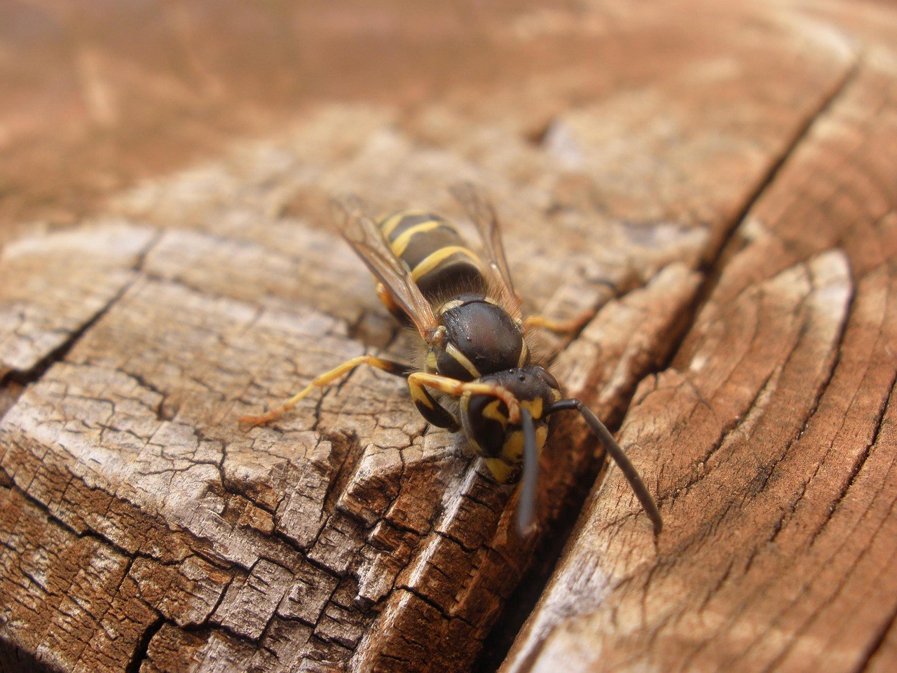 Smiju li psi jesti bouillon i je li to sigurno?