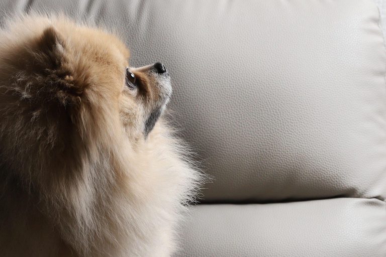 Smiju li psi jesti corned beef ? Je li to sigurno za pse?