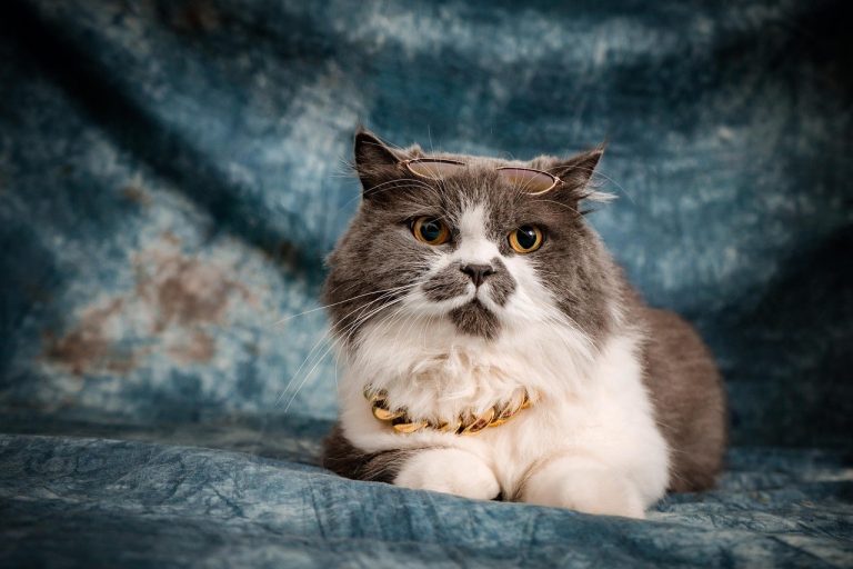 Smetu li psi jesti melasu - je li sigurna?