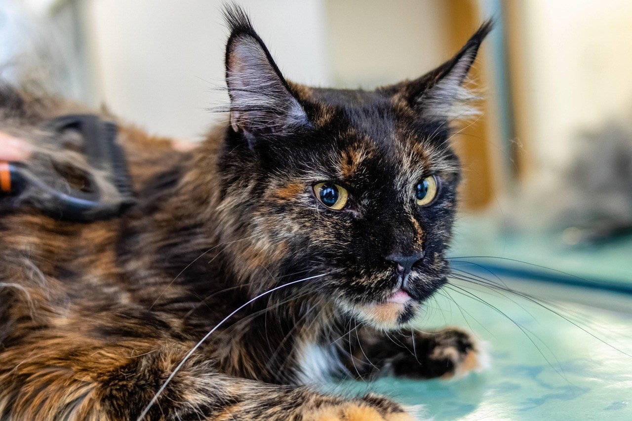 Smiju li psi jesti liči? Sigurnost tropskog voća za ljubimce