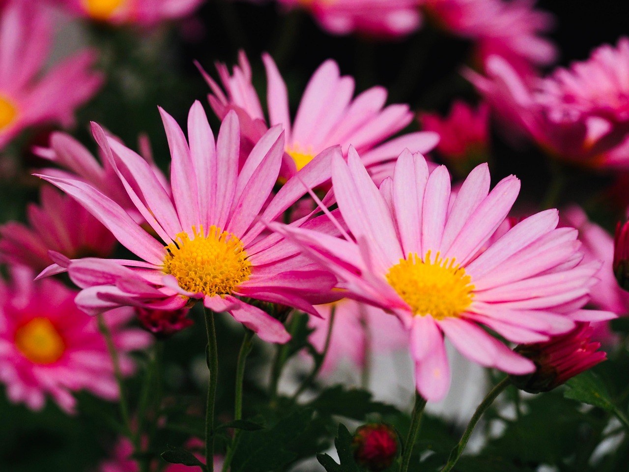 Smiju li psi jesti kosti i koje su sigurne?