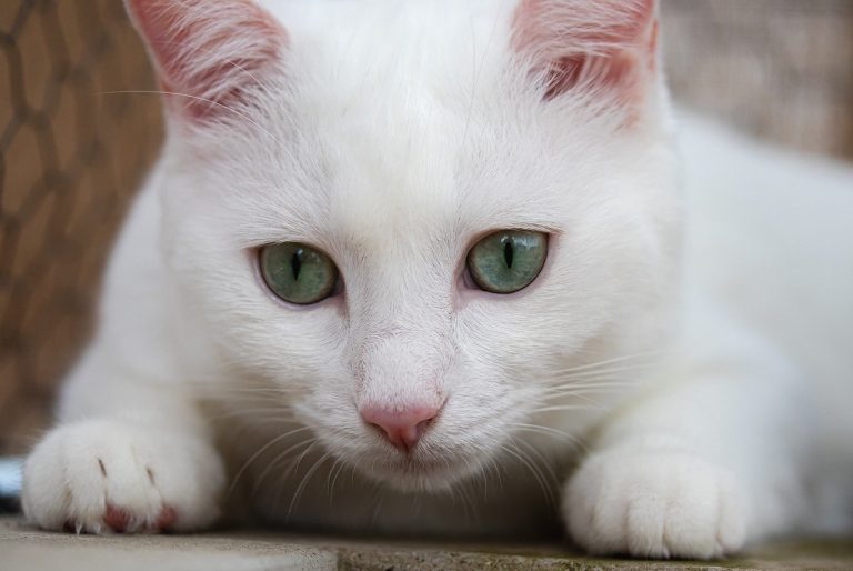 Smiju li psi jesti gorku dinju? Je li gorka dinja sigurna za pse?