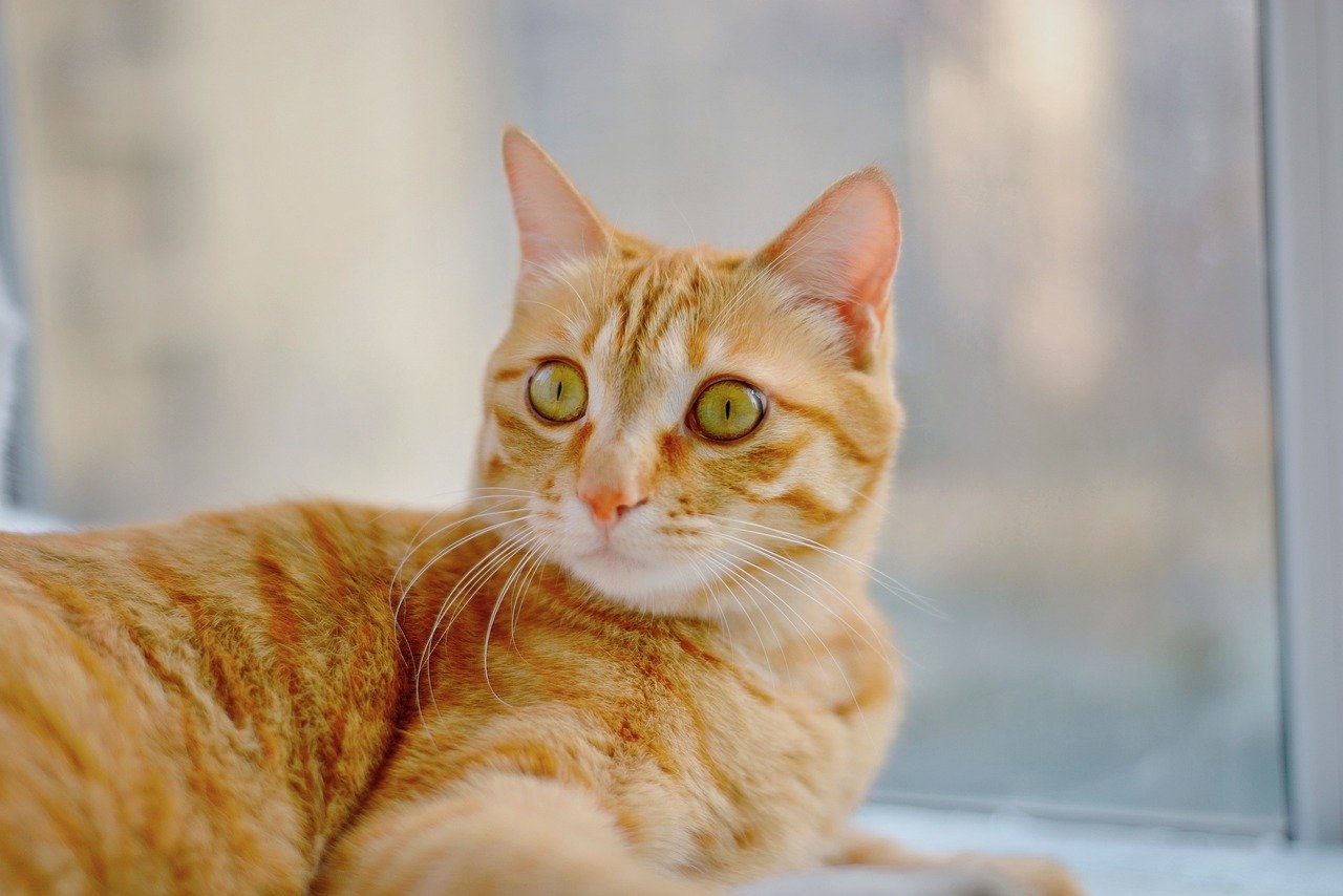 Smiju li psi jesti gorku dinju? Je li gorka dinja sigurna za pse?