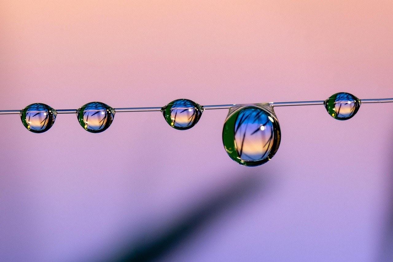 Smije li pas jesti bok choy ? Je li bok choy siguran za pse?