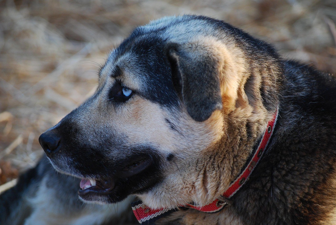 Smiju li psi jesti rambutan i je li siguran za pse?