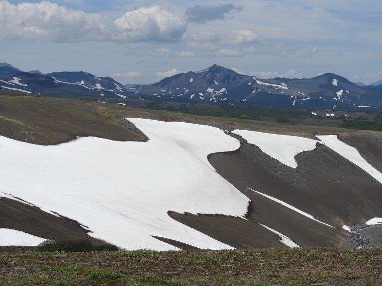 Jesu li murve sigurno voće za pse - smiju ih uopće jesti?