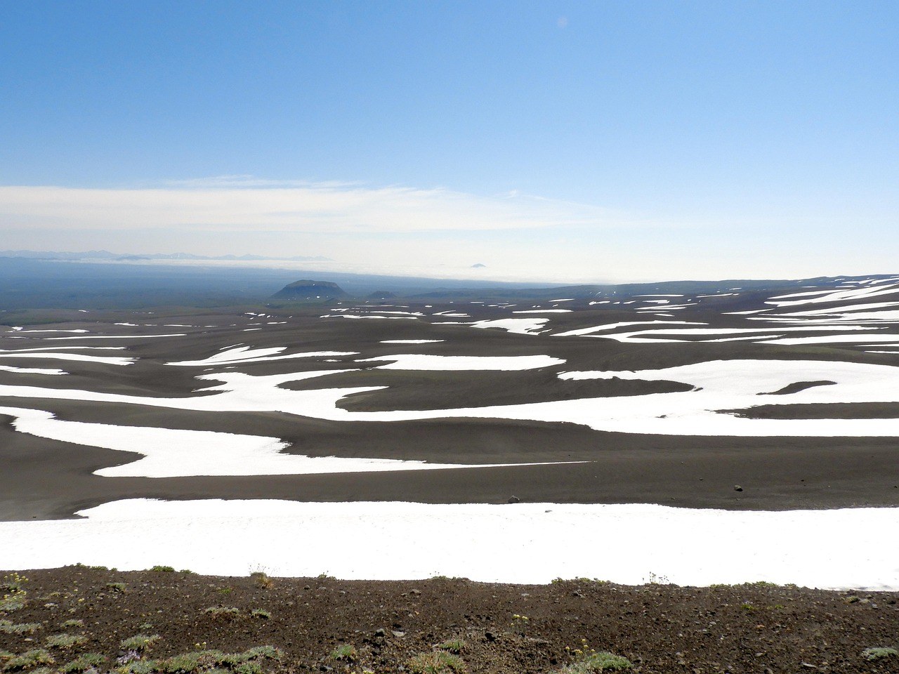Jesu li murve sigurno voće za pse - smiju ih uopće jesti?