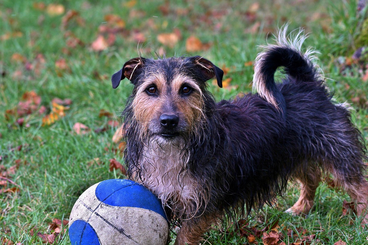 Žučni kamenci kod pasa: simptomi, uzroci i liječenje