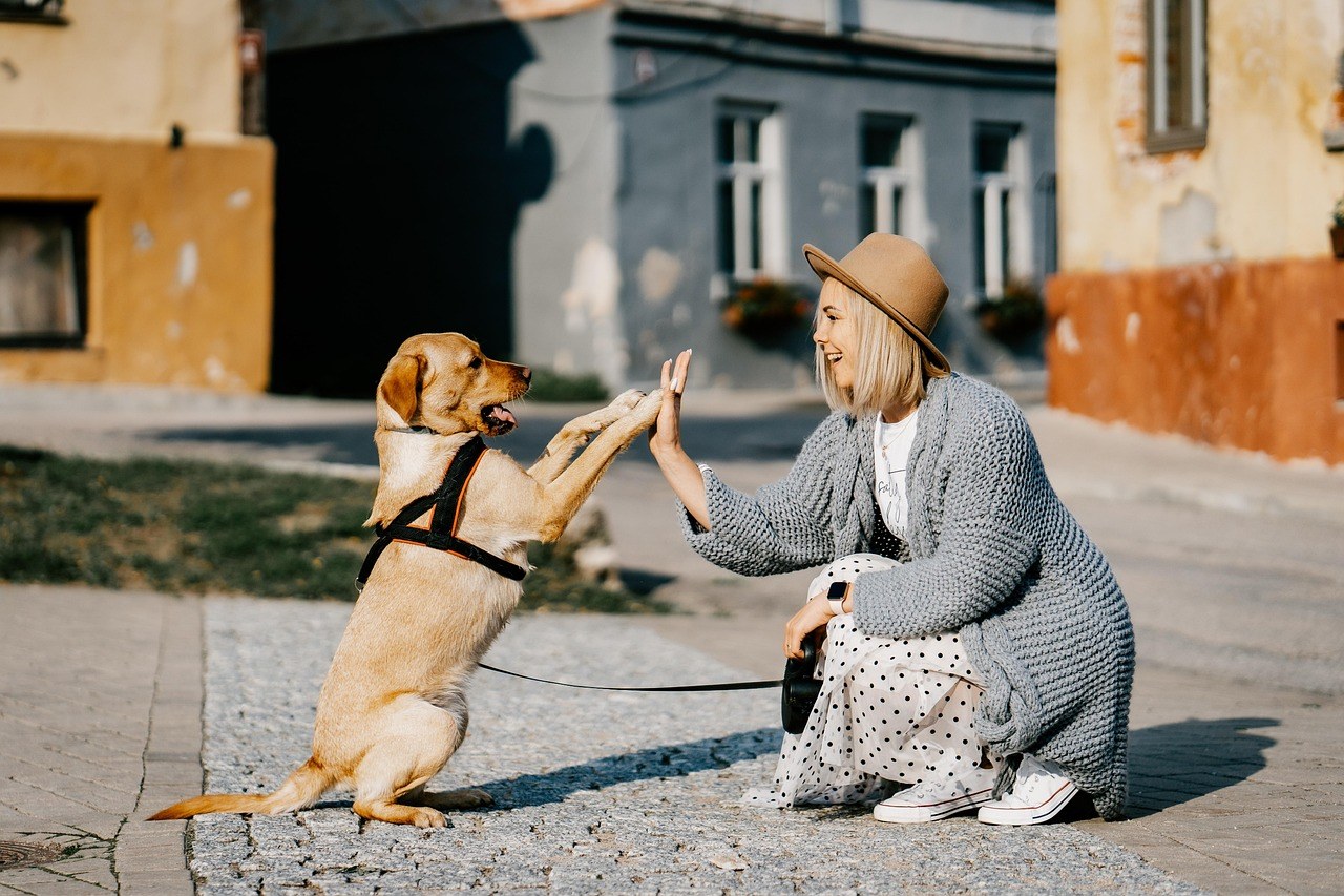 Bordetela kod pasa: simptomi, uzroci i liječenje