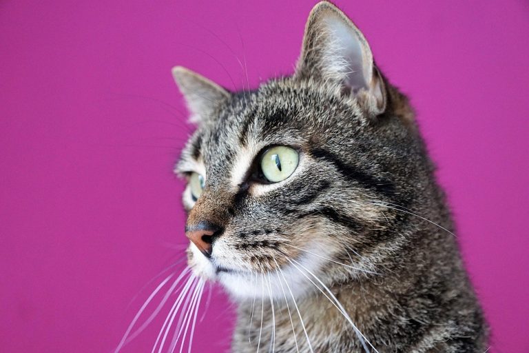 Ketokonazol za pse: primjena, doziranje i nuspojave