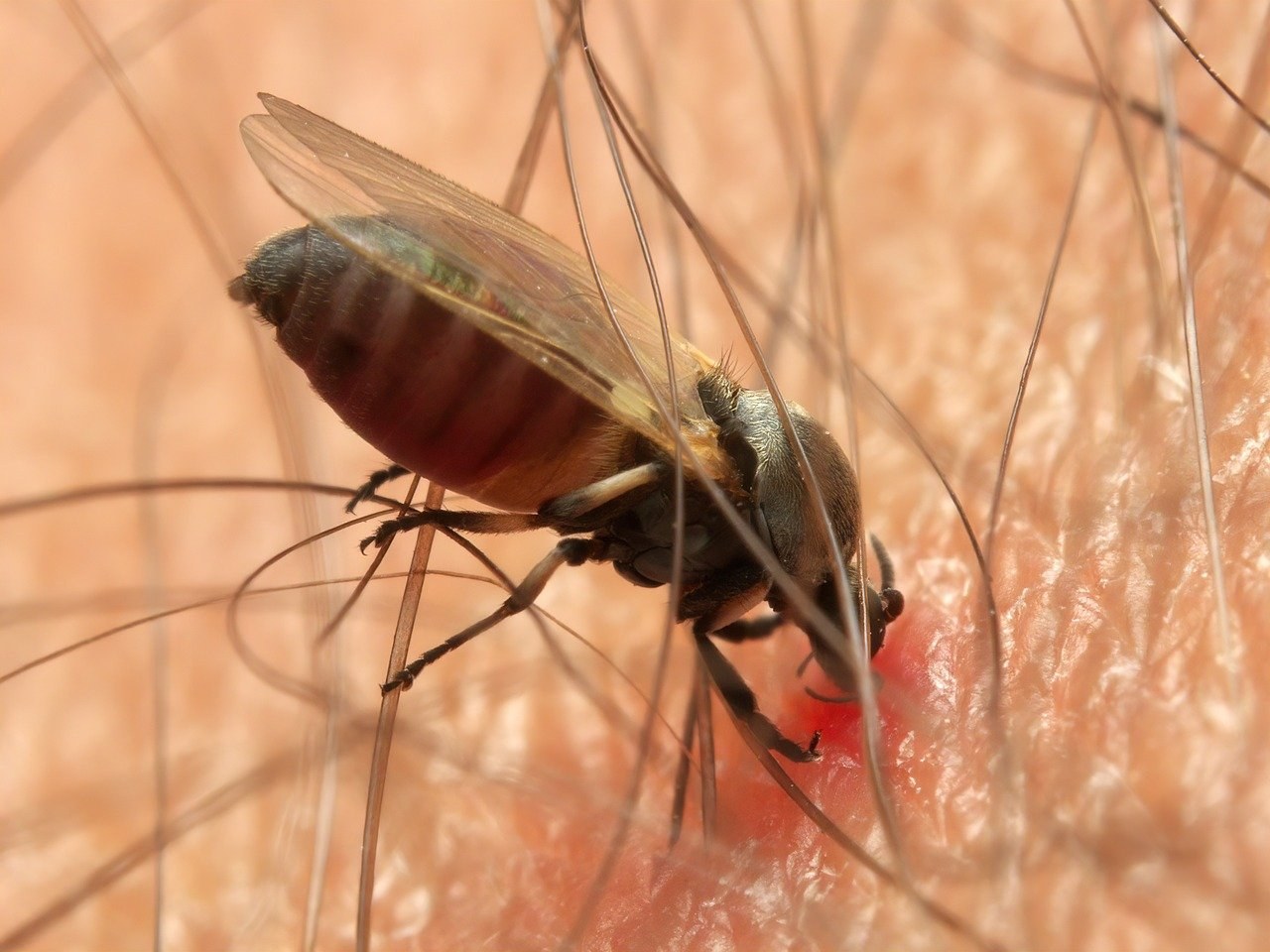 Moj pas je pojeo marihuanu: kako postupiti ako ljubimac proguta weed