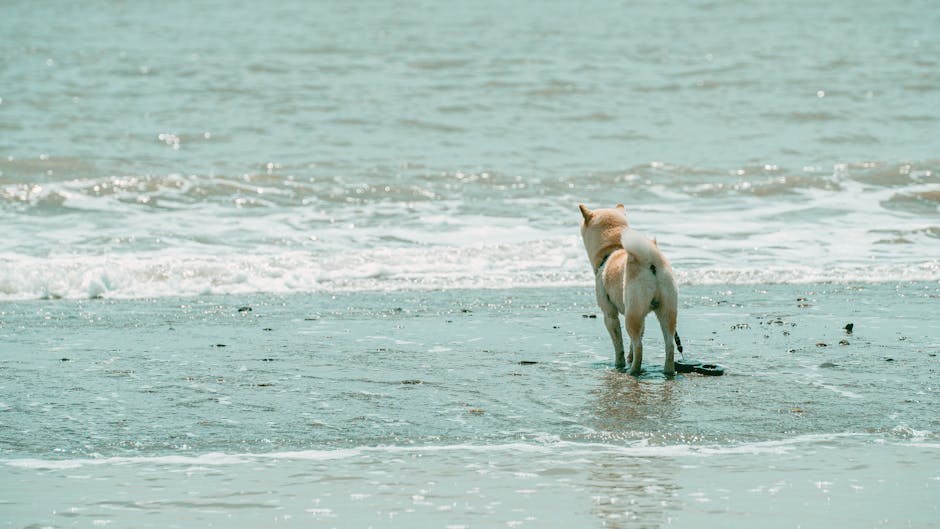 Kako četkati zube svom psu