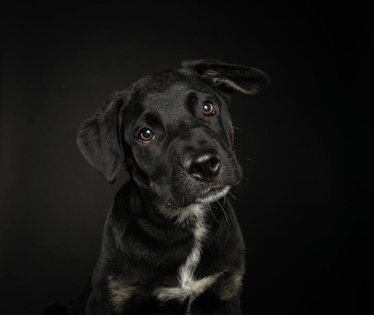 Clindamicin za pse: Primjena, doziranje i nuspojave