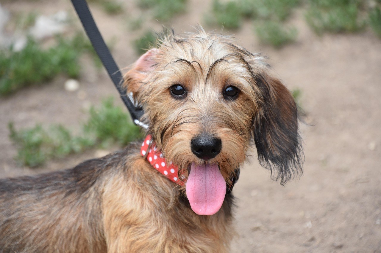 Najbolja noćna rutina za housetraining pasa