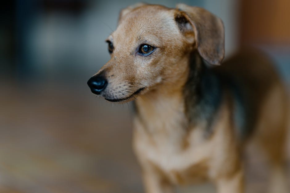 Tahikardija kod pasa: simptomi, uzroci i liječenje