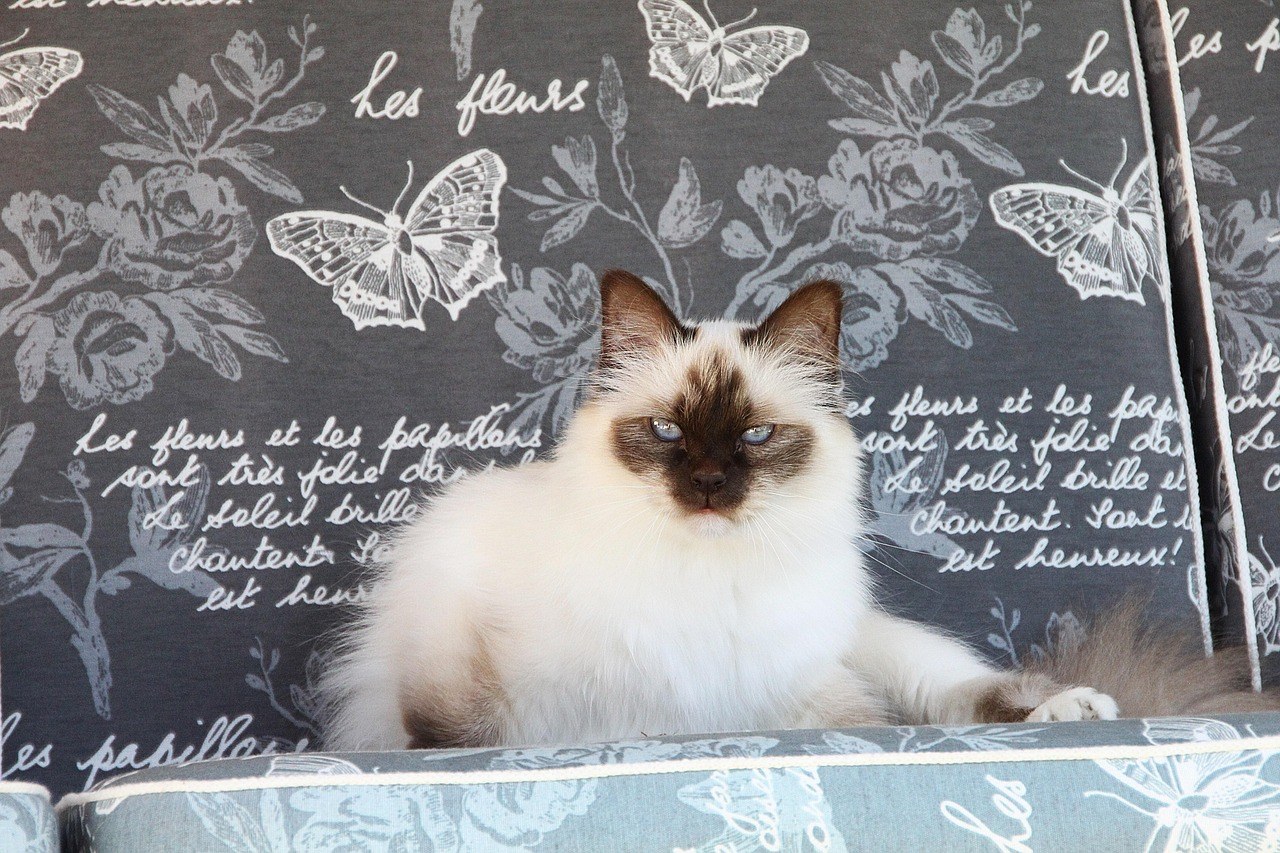 Mogu li psi jesti ricotta sir i je li siguran za pse?