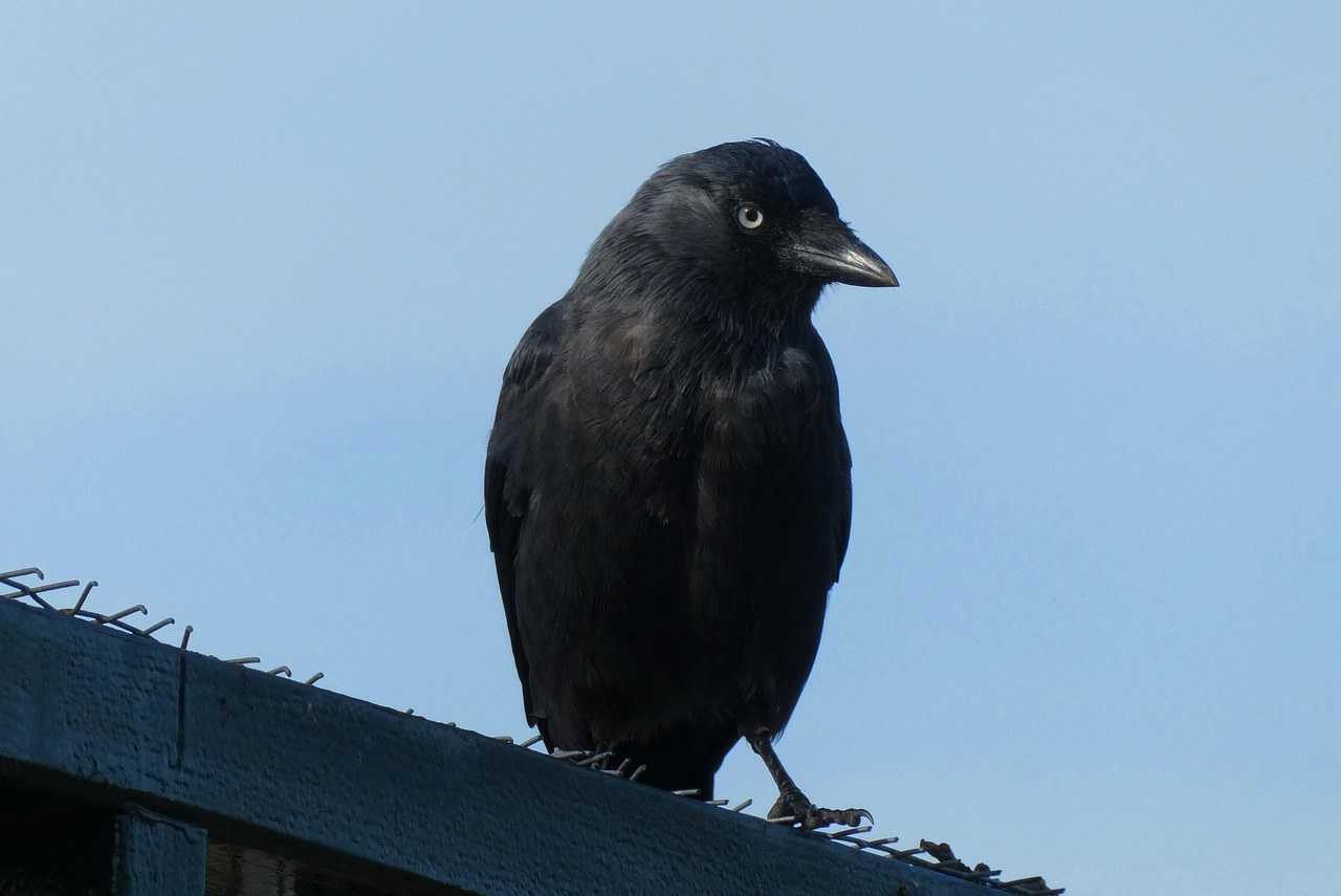 Periferna degeneracija staklovine (PVD) kod pasa: simptomi, uzroci i liječenje