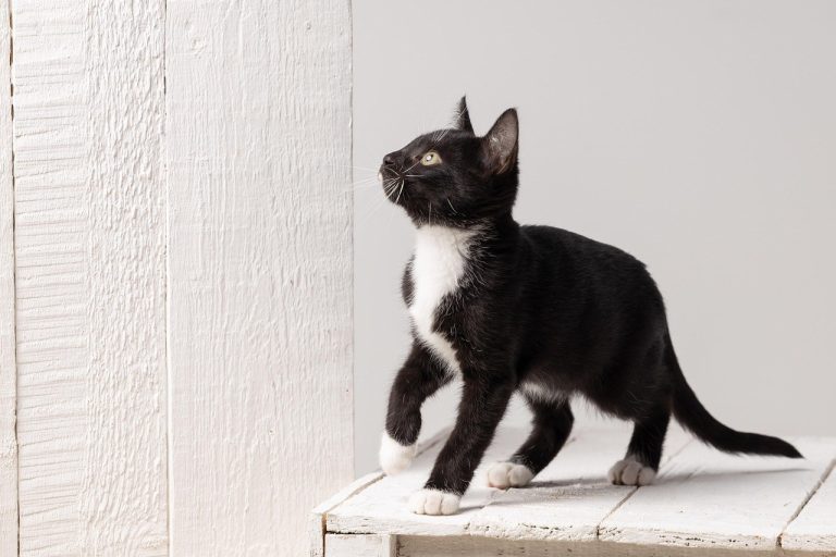 Smiju li psi jesti pšenične klice? Jesu li sigurne za pse?