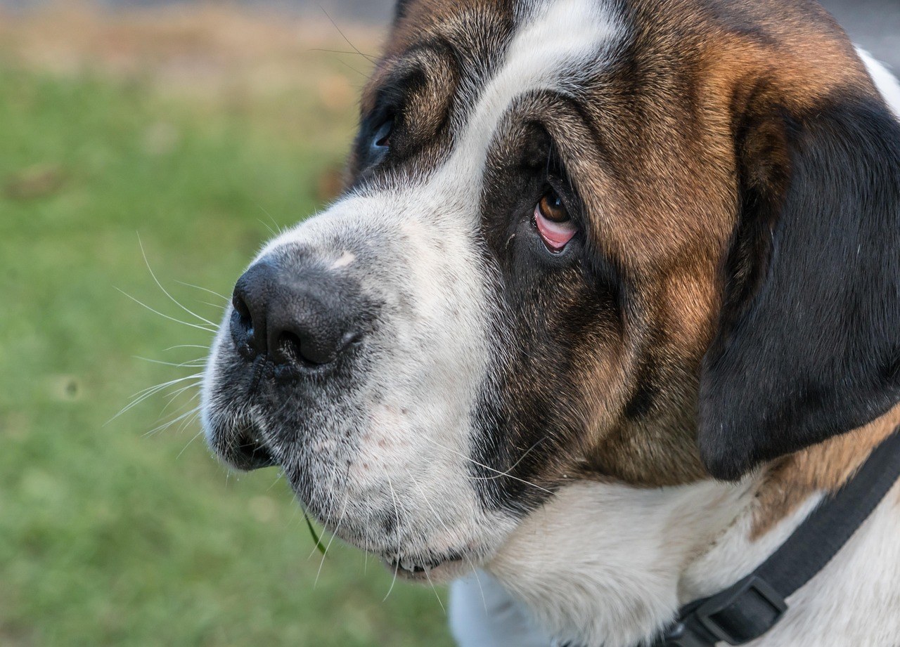 Penicilin za pse: primjena, doziranje i nuspojave