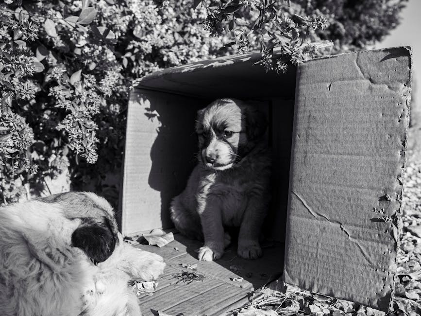 Portosistemski šant kod pasa: simptomi, uzroci i liječenje