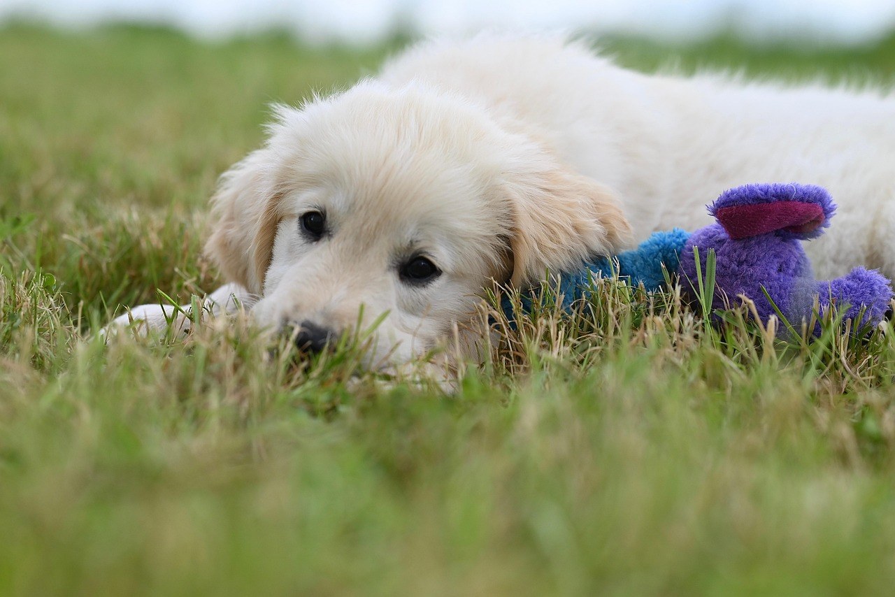 Hyperkeratoza kod pasa: Simptomi, uzroci i liječenje