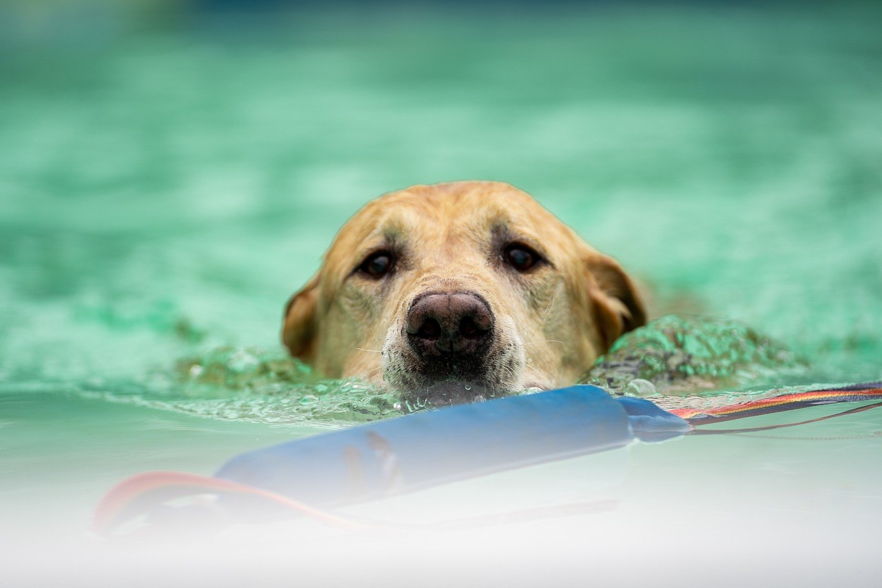 Hyperkeratoza kod pasa: Simptomi, uzroci i liječenje