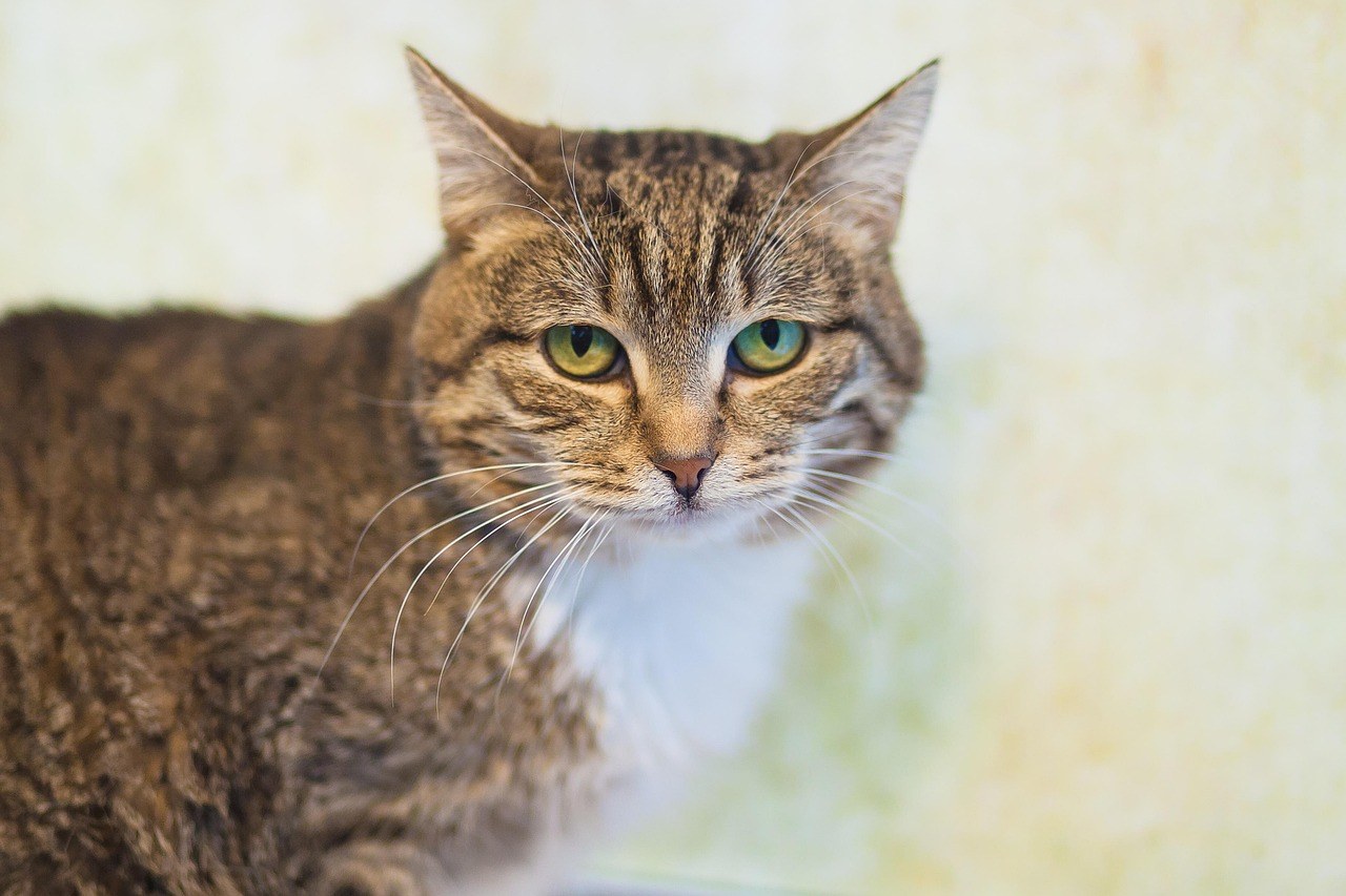 Sezamovo ulje za pse: smiju li ga dobivati i je li sigurno?