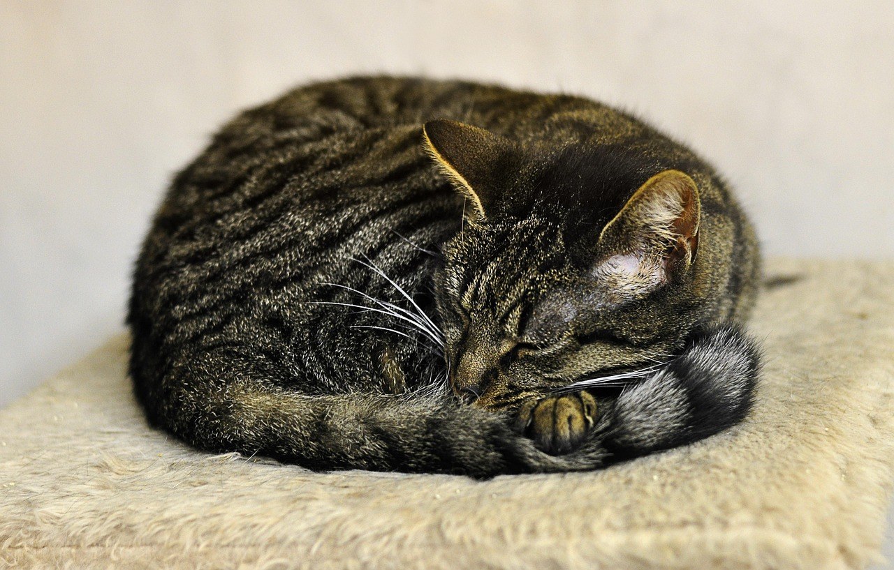 Sezamovo ulje za pse: smiju li ga dobivati i je li sigurno?