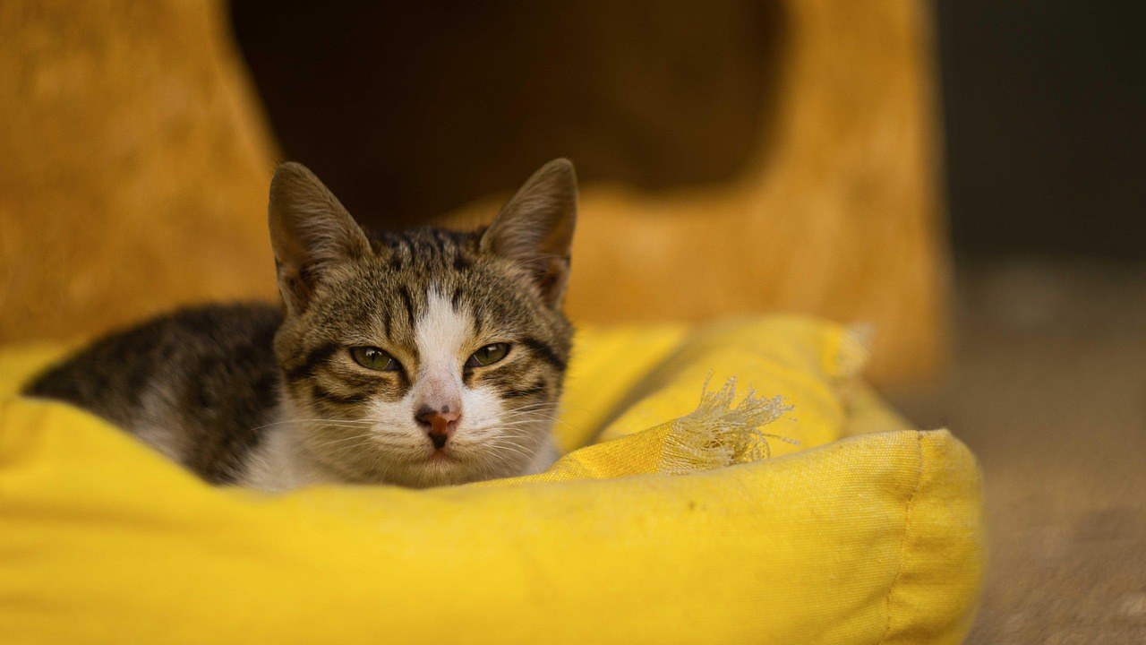 Sezamovo ulje za pse: smiju li ga dobivati i je li sigurno?